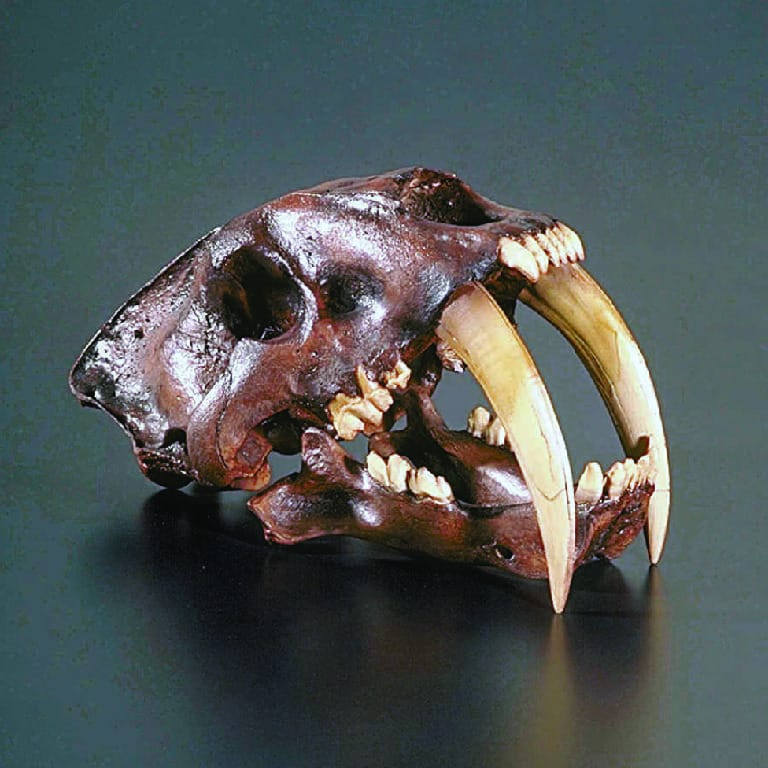 Sabre Tooth Tiger Skull