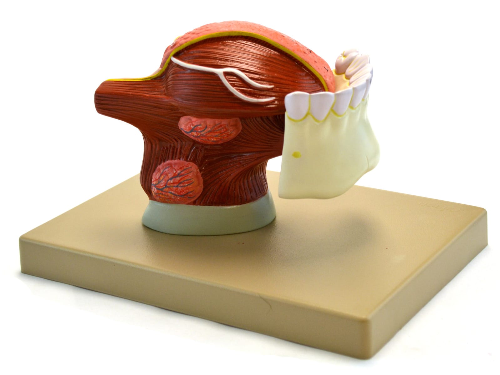 Eisco® Enlarged Human Teeth with Tongue, 2 Parts