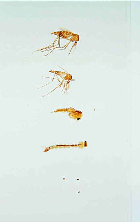 Mosquito, Life Cycle Slide