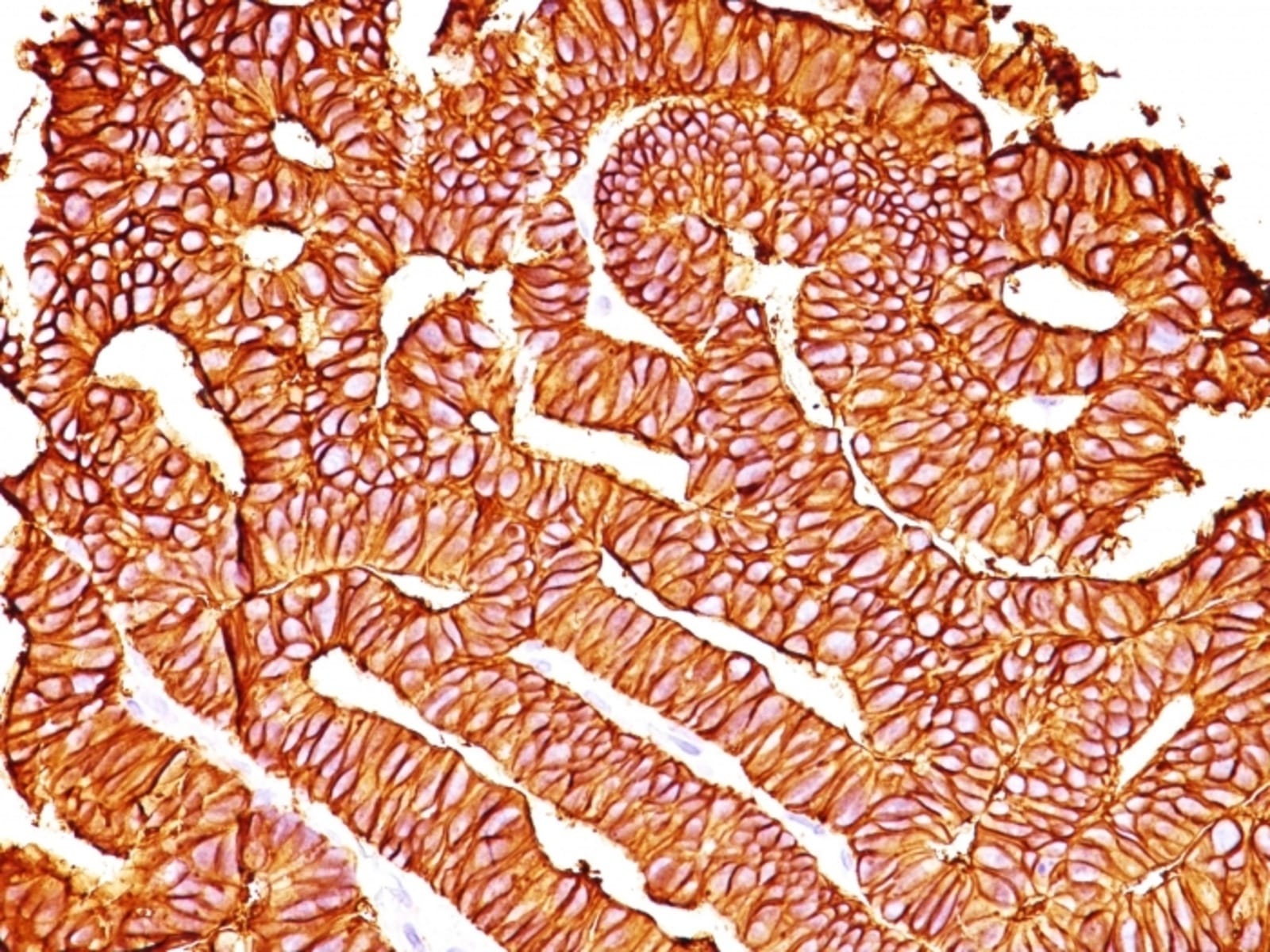 Anti-EpCAM Mouse Monoclonal Antibody [clone: SPM528] | VWR, part of Avantor