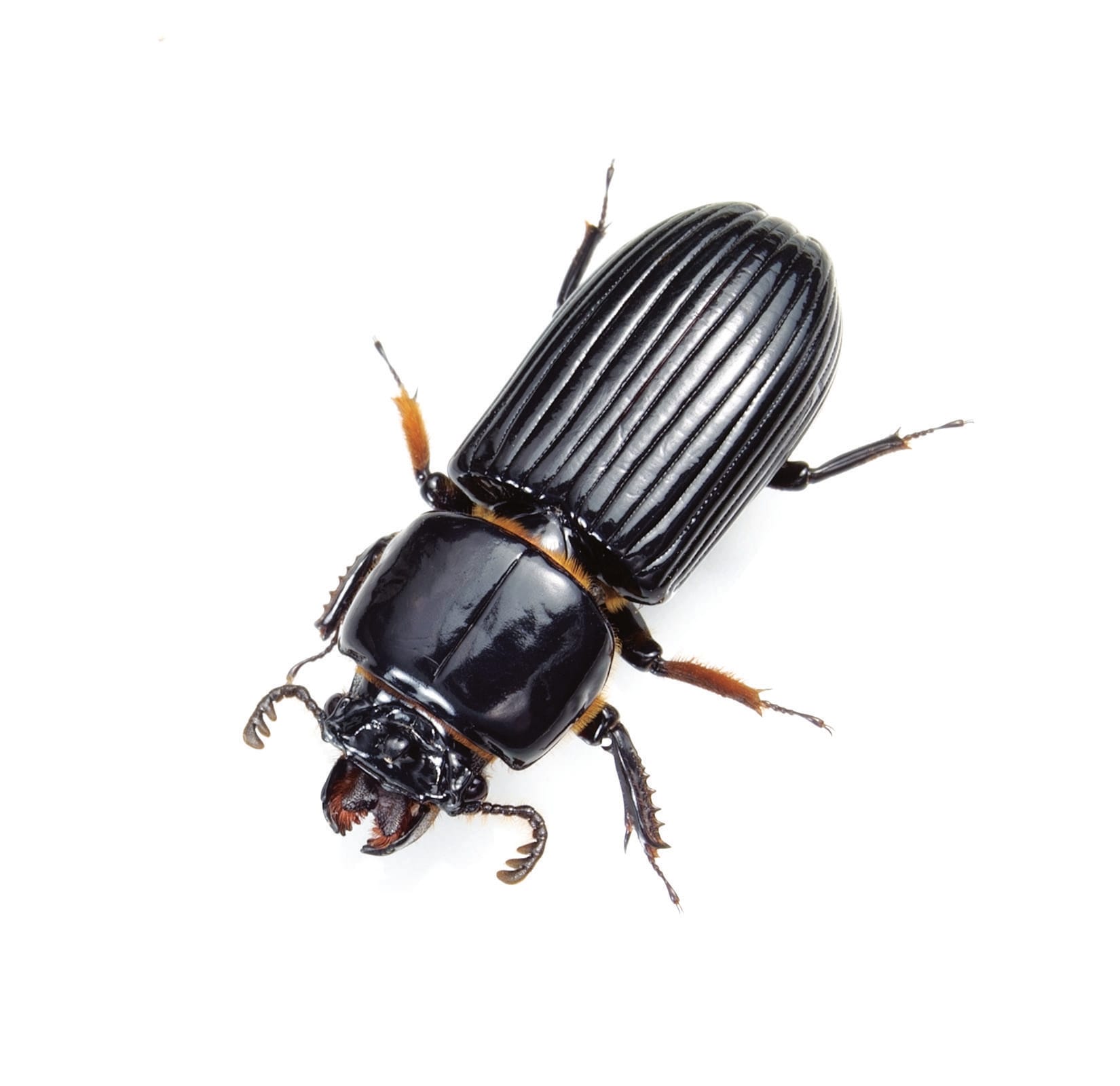 Ward's® Live Bess Beetles: Pack of 12