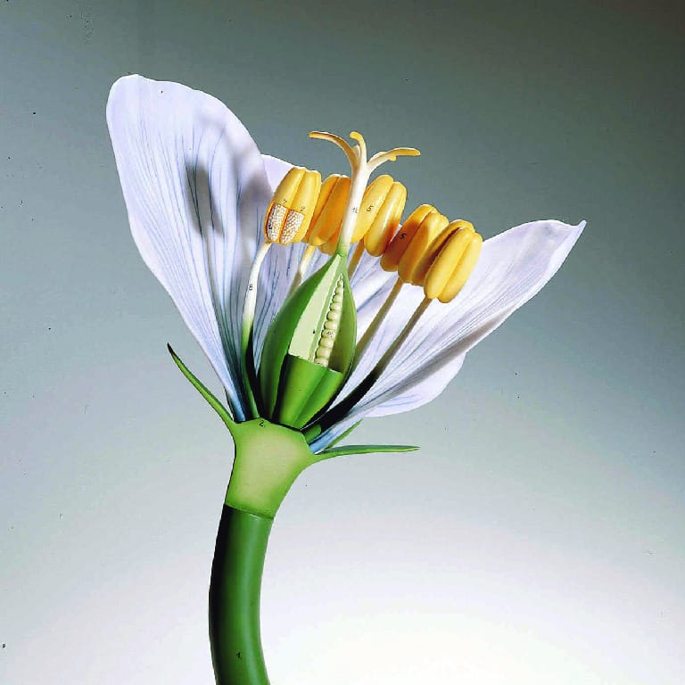 Somso® Classroom Flower Model
