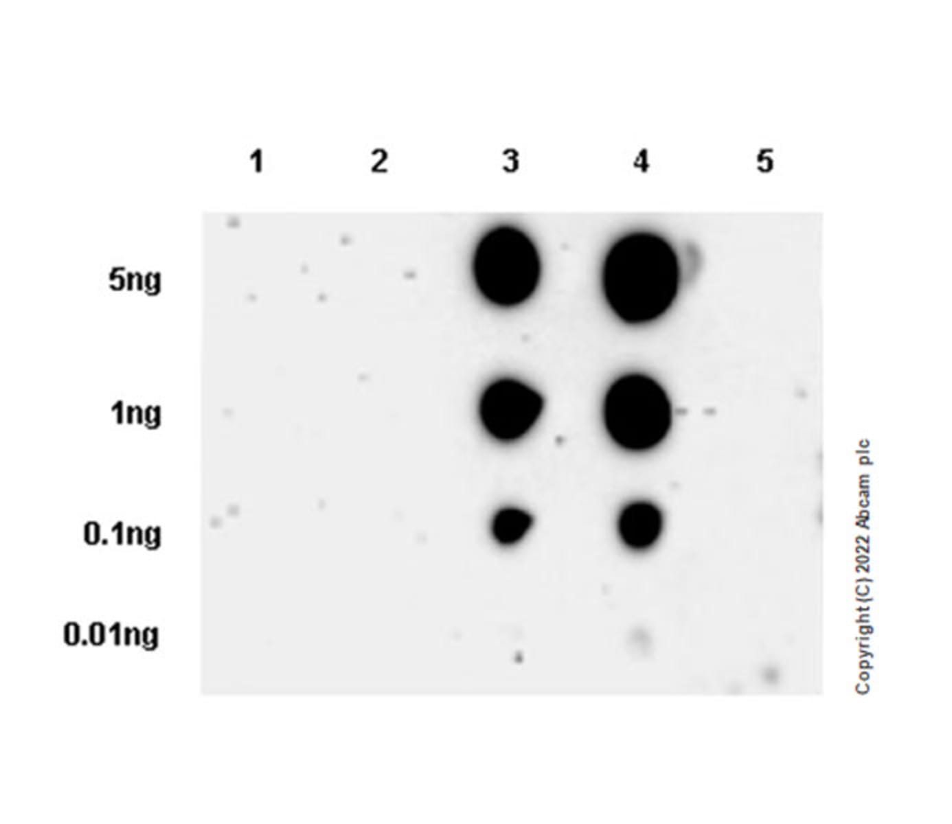 Anti-Insulin Receptor beta (phospho Y1361) Rabbit Monoclonal Antibody ...