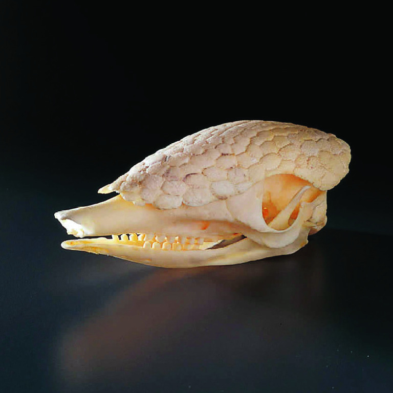 Armadillo Skull