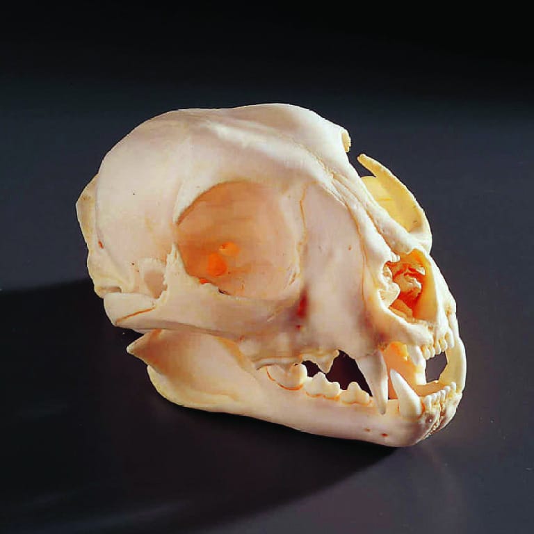 Bobcat Skull
