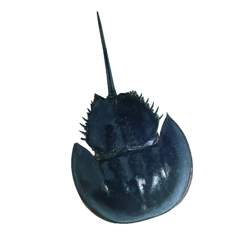 Horseshoe Crab
