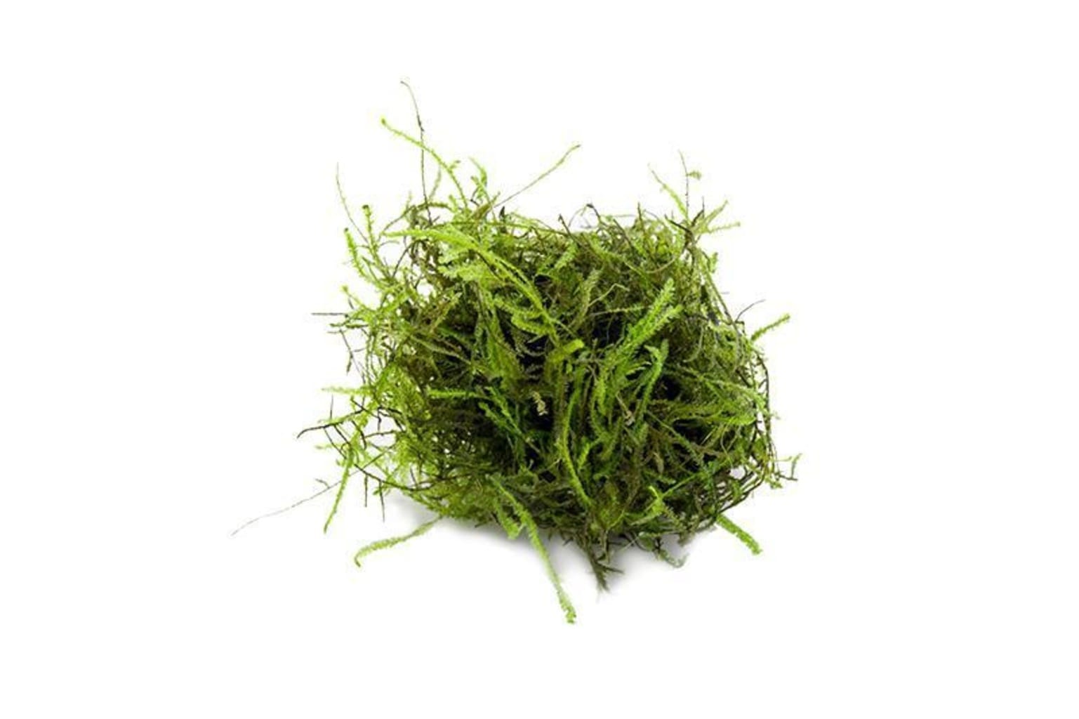 HydrOasis Thelambu Pod