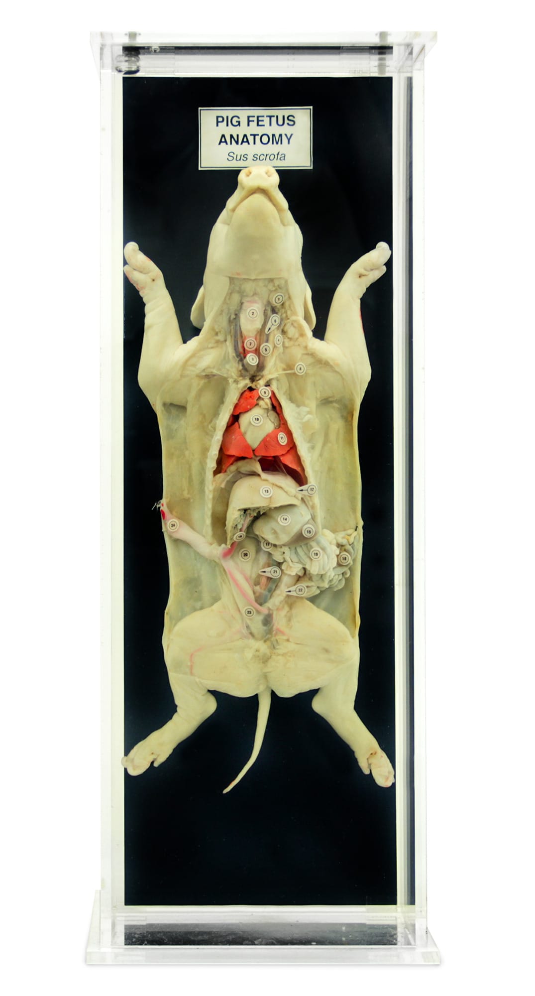 Ward's® Fetal Pig Anatomy Museum Mount