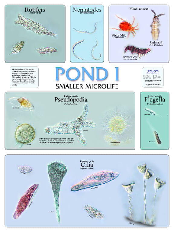 BioCam Pond Life Wall Charts