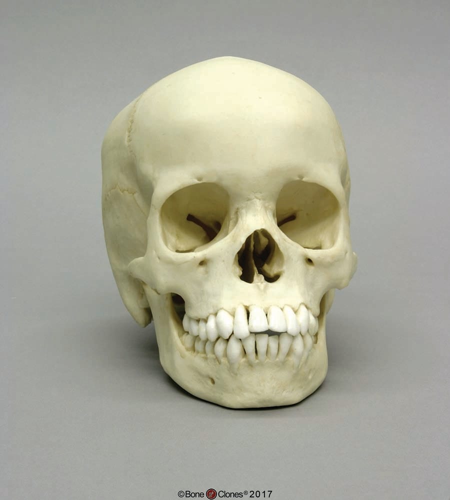 BoneClones® Juvenile Human Skulls