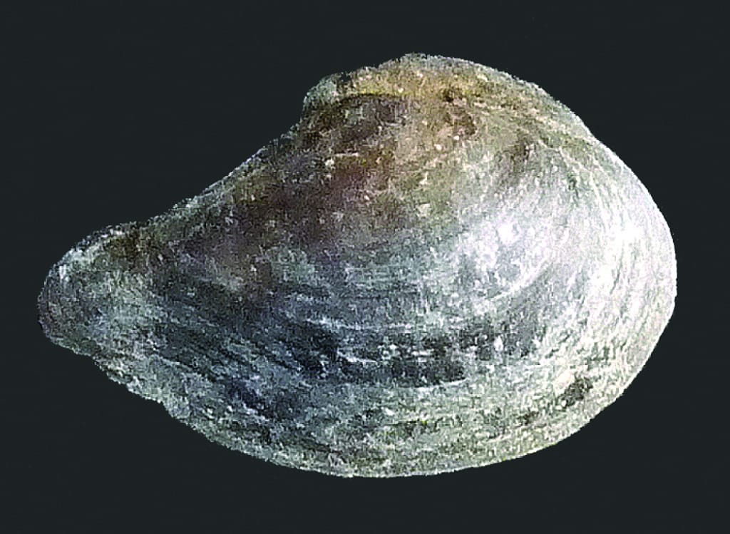 Dacryomya Ovum (Jurassic)