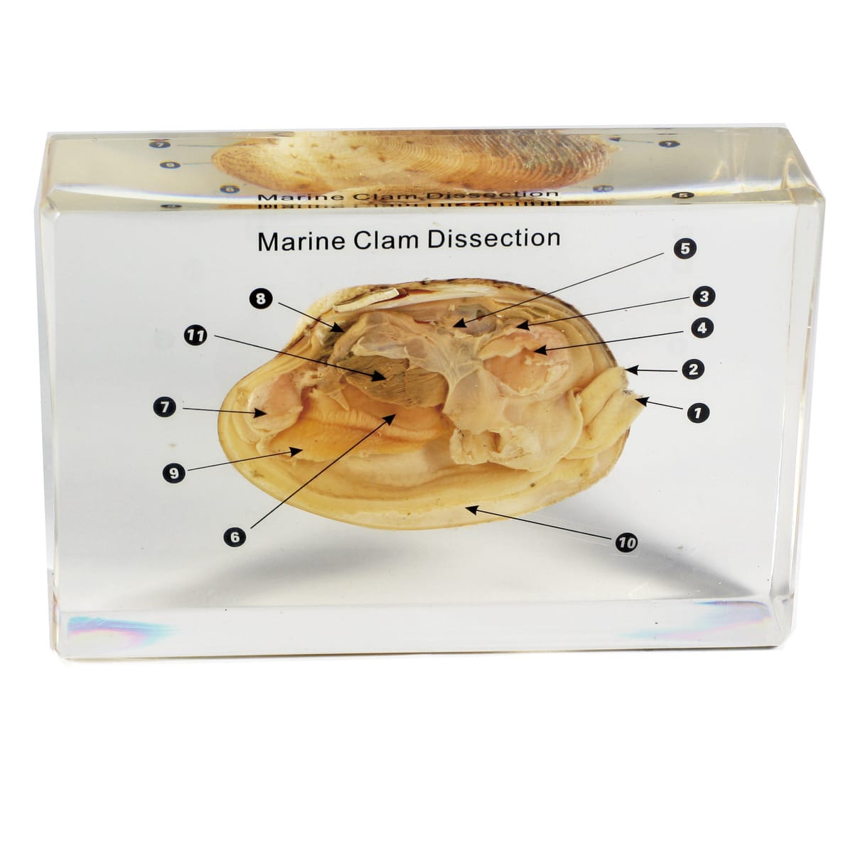 Marine Clam Dissection Plastomount