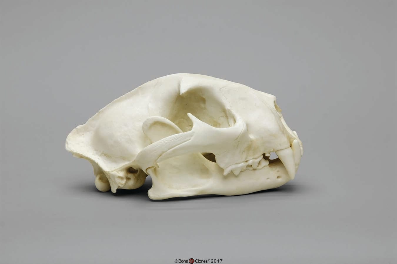 BoneClones® Animal Skulls, Mammals