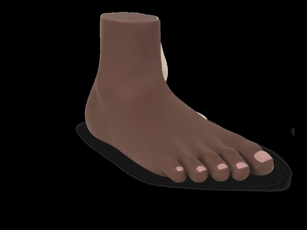 3B Scientific® Foot Structure Models