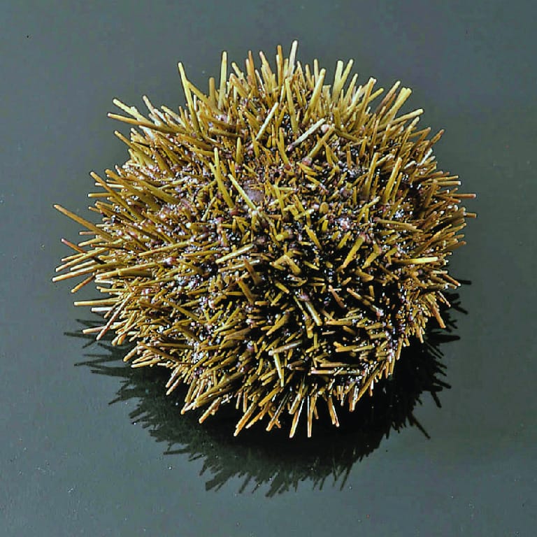 Green Sea Urchin