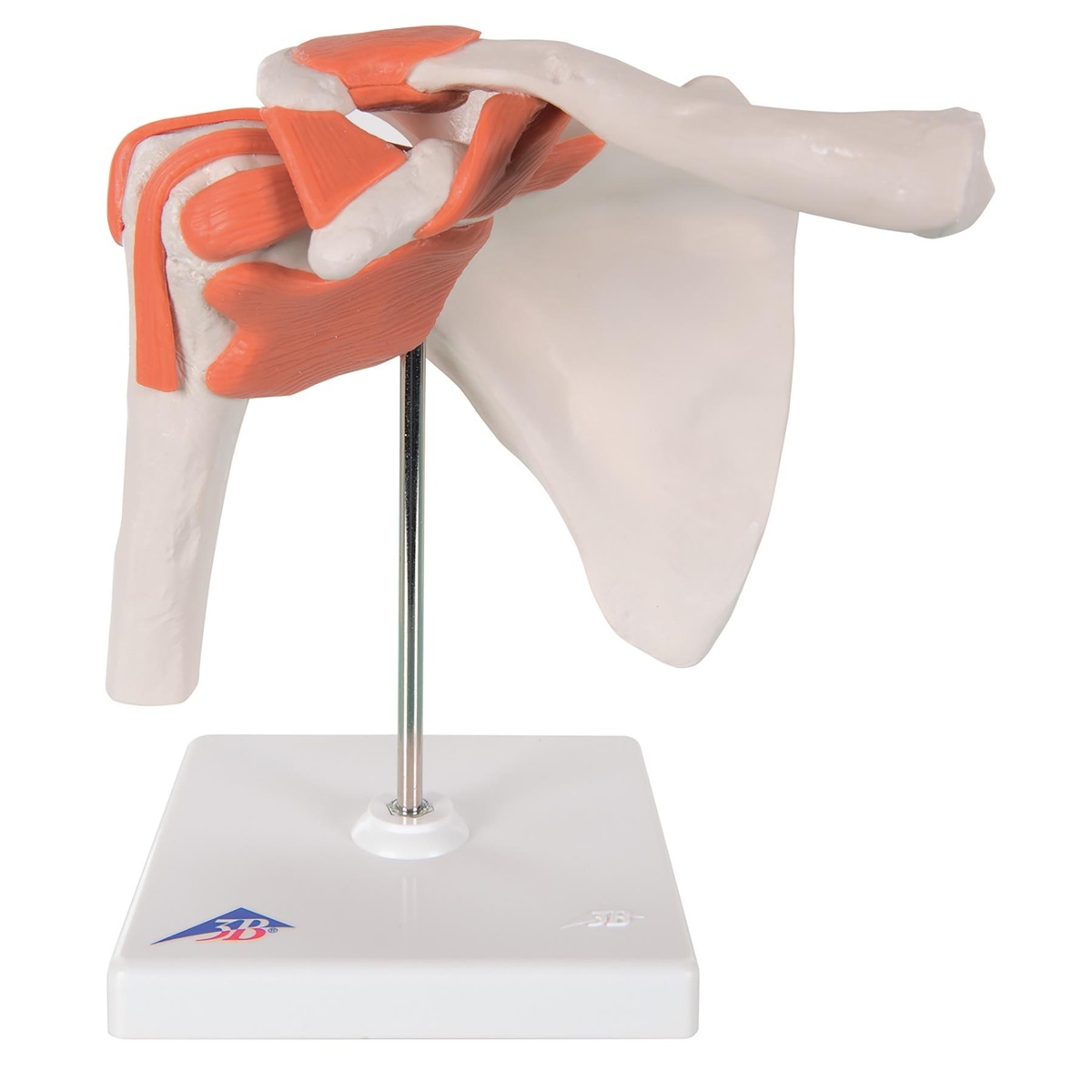 3B Scientific® Functional Joint Models