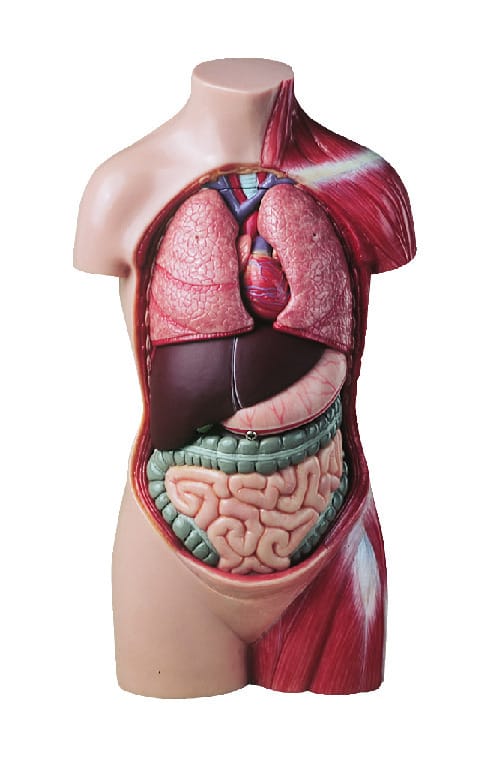 Somso® Half-Size Torso Without Head