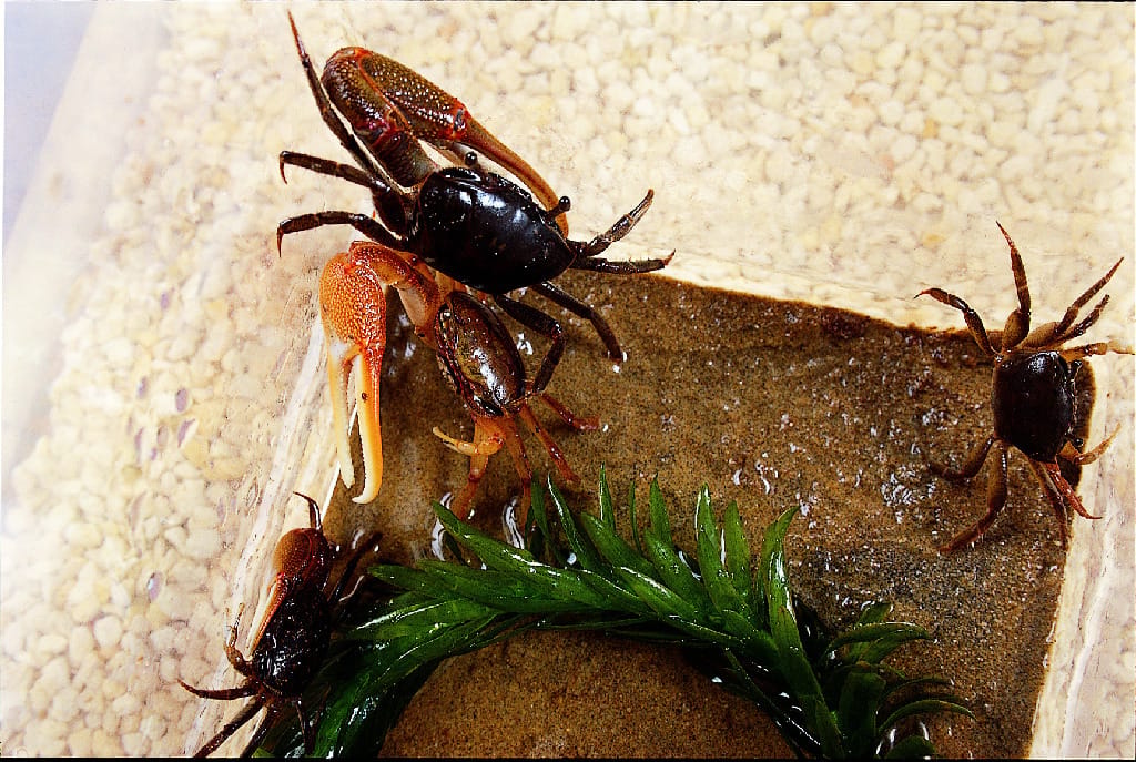Ward's® Live Fiddler Crabs (Uca sp.)