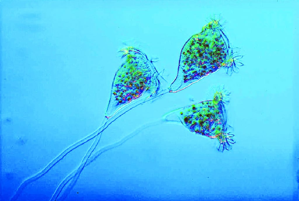 Ward's® Live Vorticella Culture