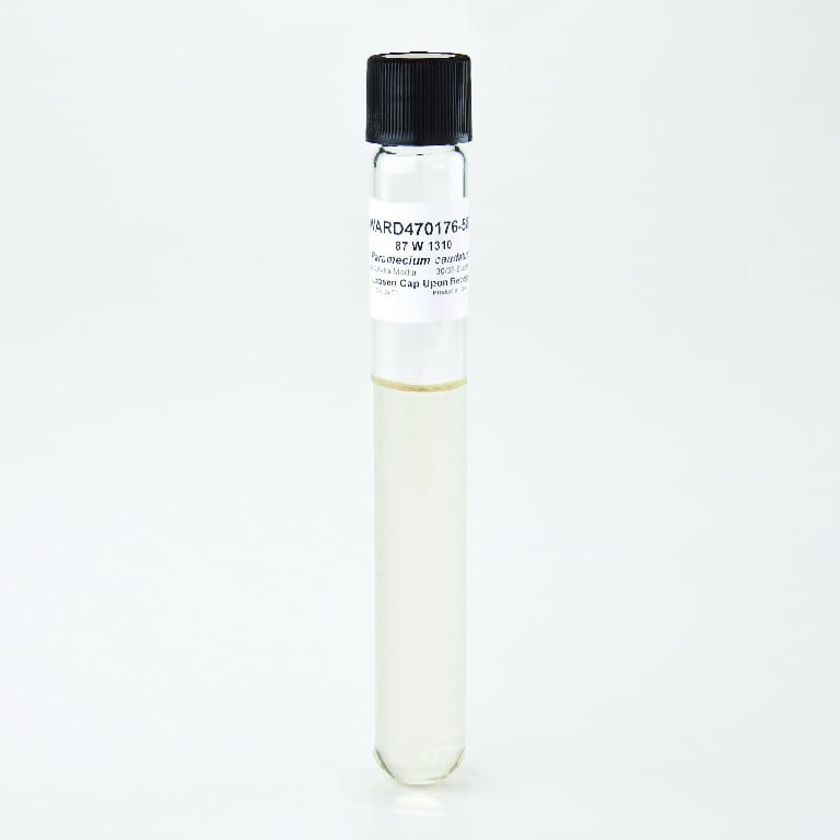 Ward's® Live Paramecium caudatum Culture