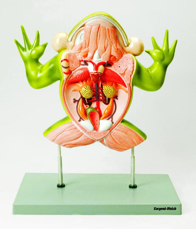 Eisco® Frog Dissection Models