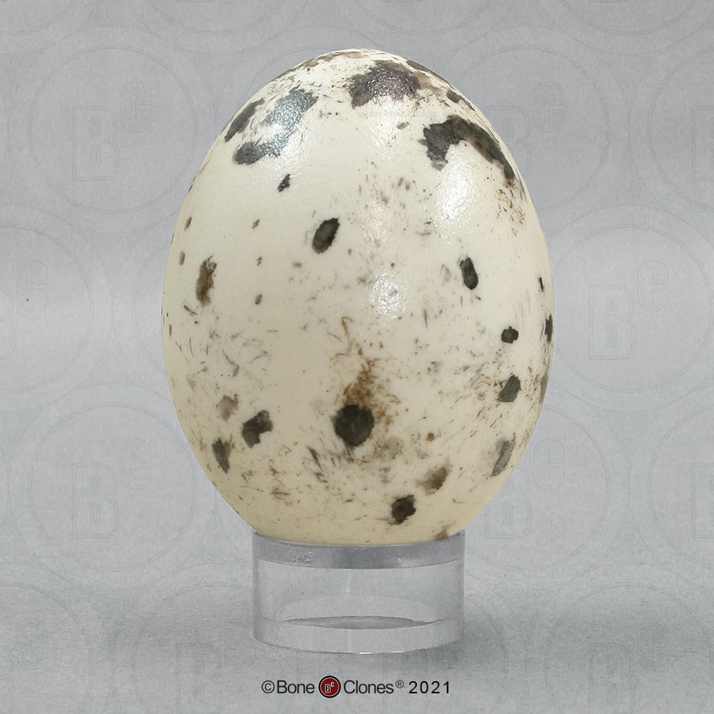 Bone Clones® North American Bird Eggs
