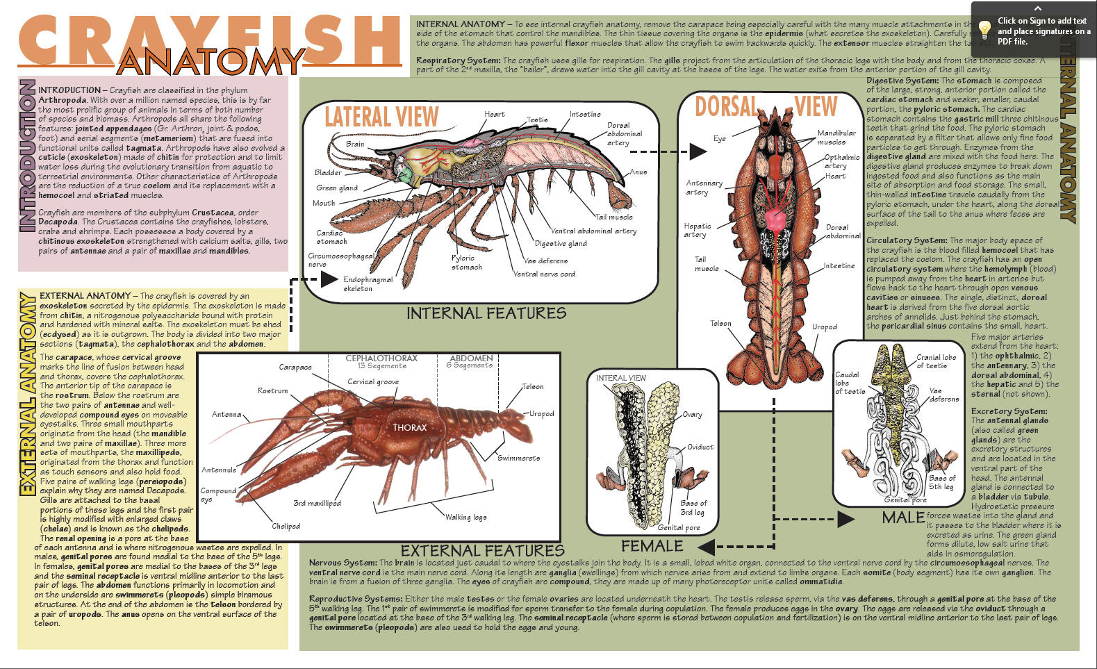 Placemat Dissection Guides