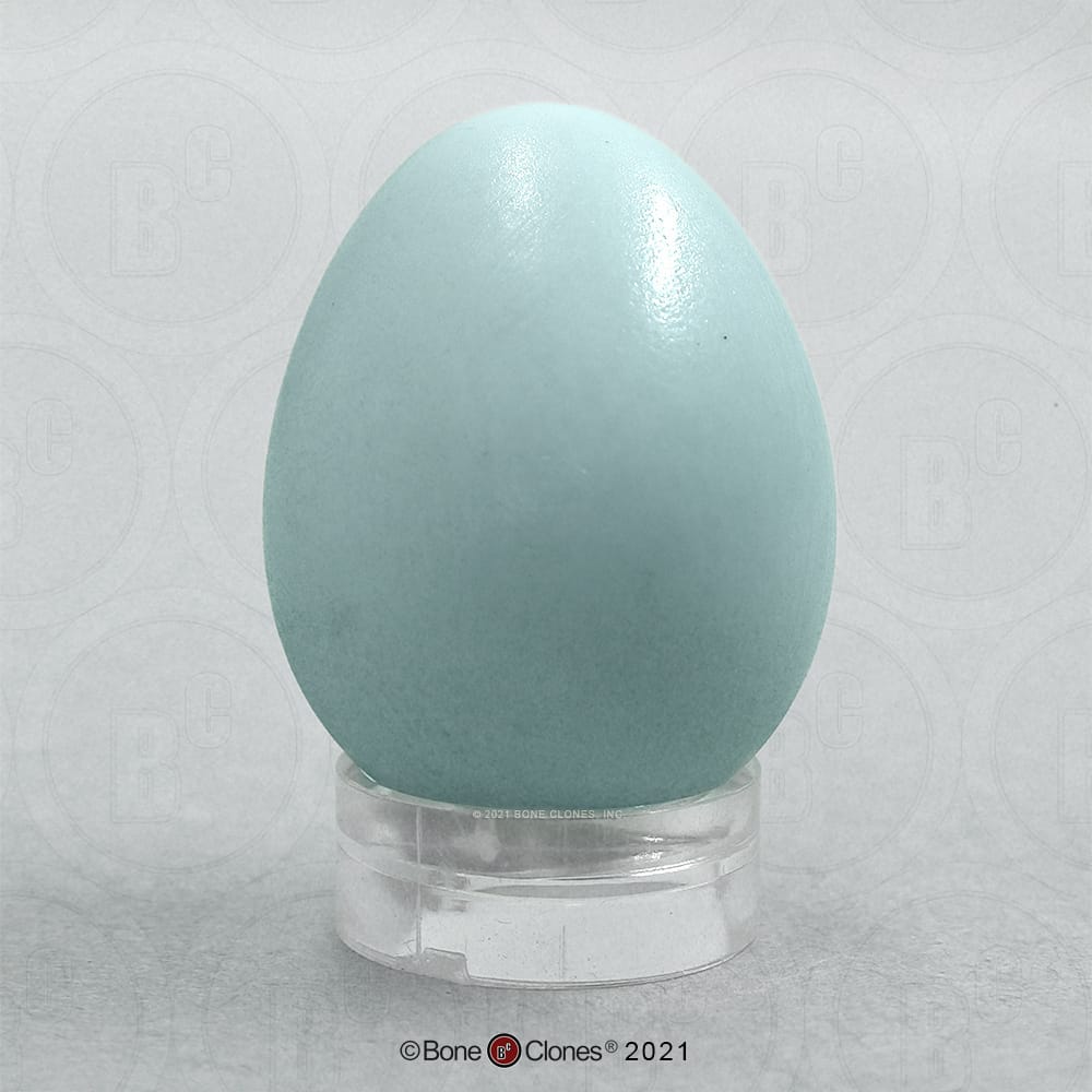 Bone Clones® North American Bird Eggs