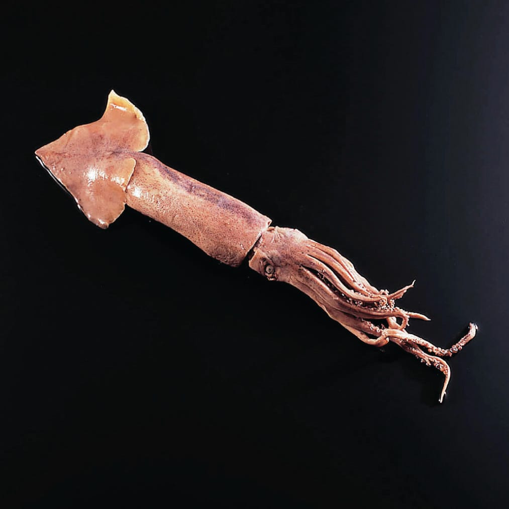 Ward's® Pure Preserved Squids