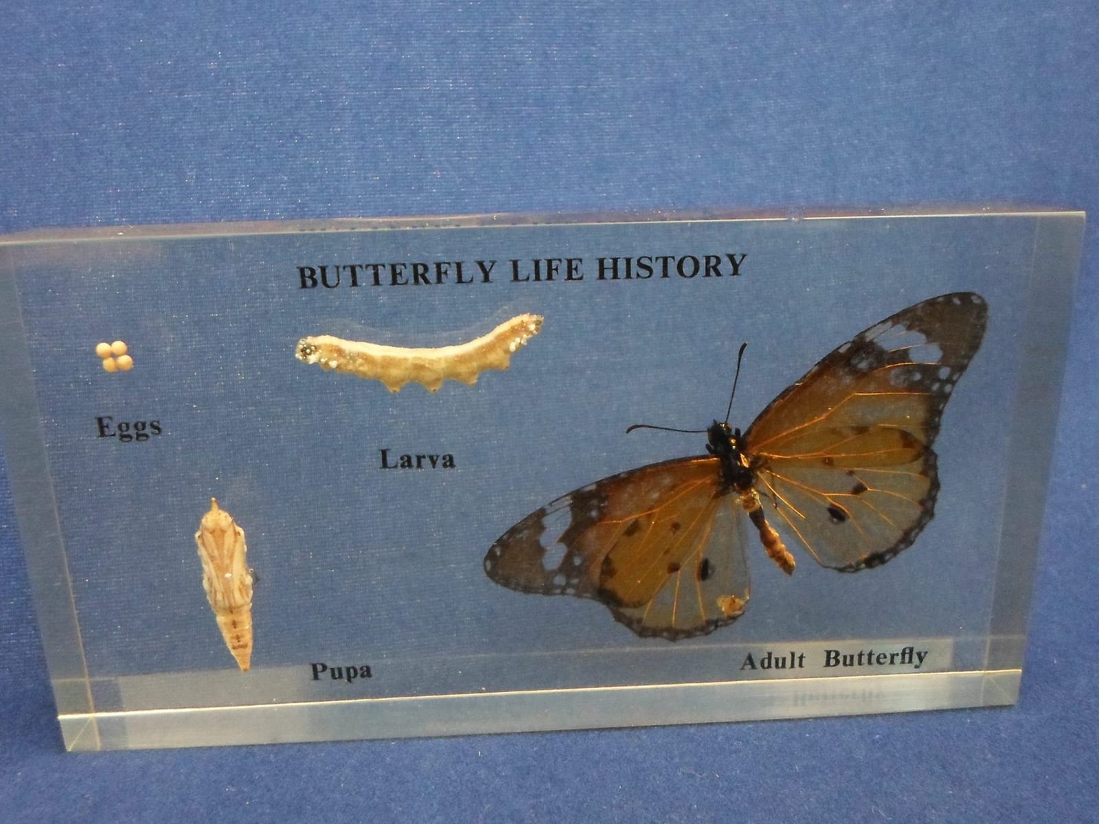 Butterfly Life Cycle Display, Ajax Scientific