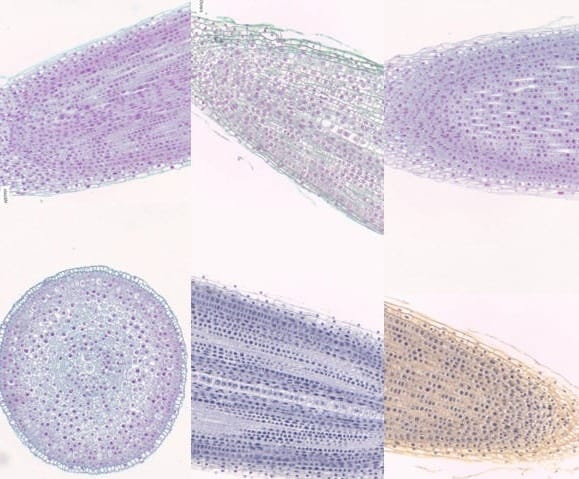 Ward's® Onion (Allium) Slides