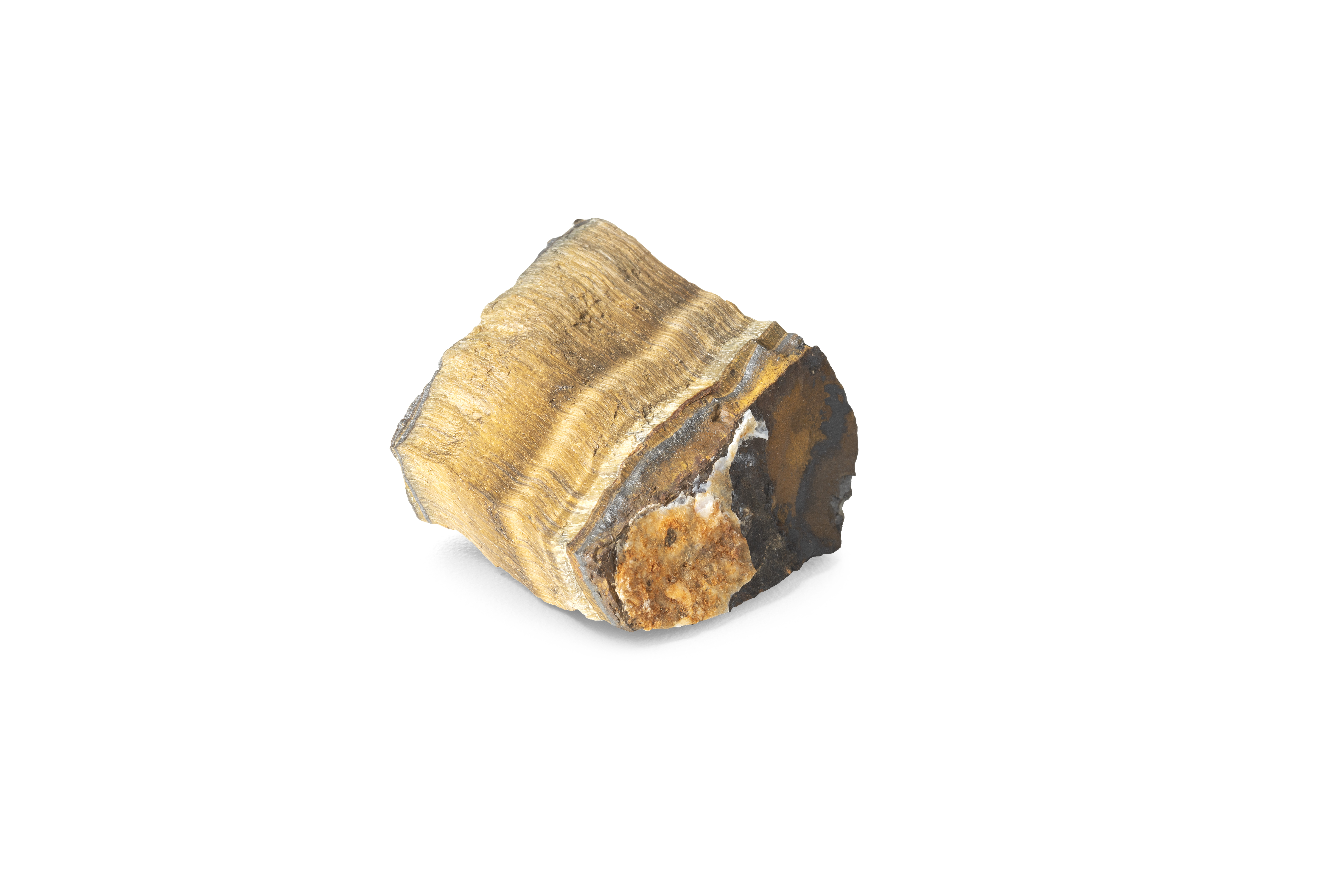 Ward's® Tiger Eye