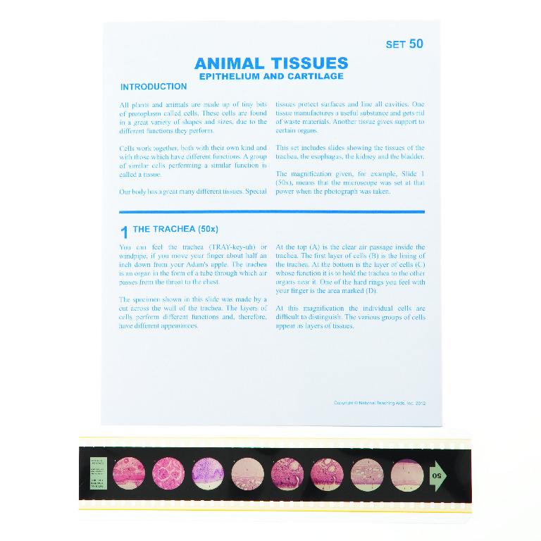 Animal Tissues: Epithelium/Cartilage Microslide