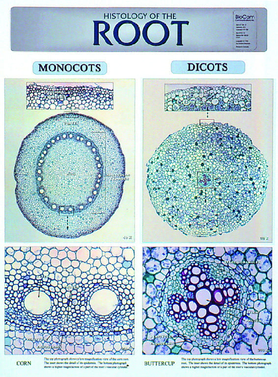 BioCam Plant Histology Charts