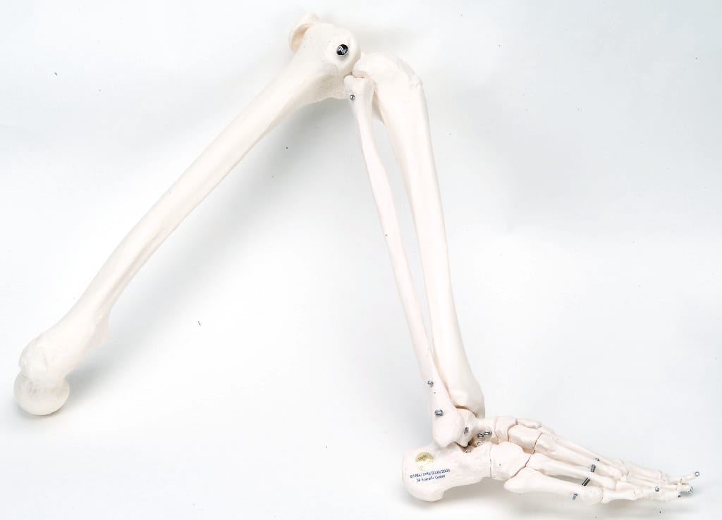 3B Scientific® Individual Bones