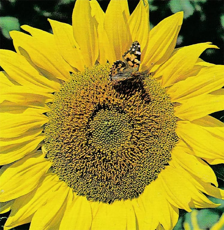 Viable Flower Seeds