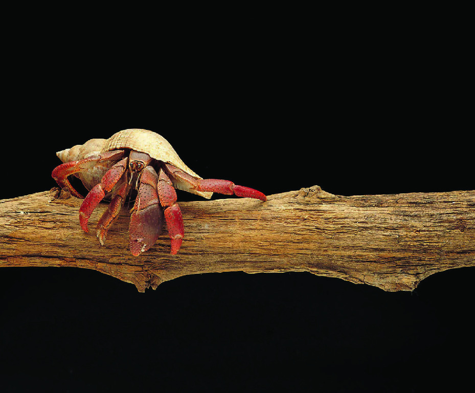 Ward's® Live Terrestrial Hermit Crab (Cenobita sp.)