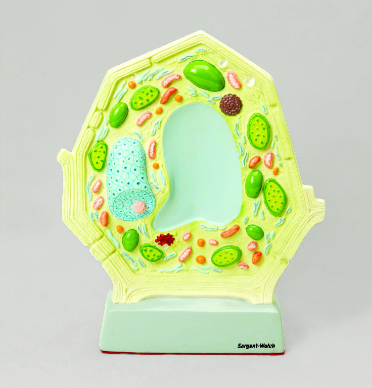 Eisco® Plant Cell