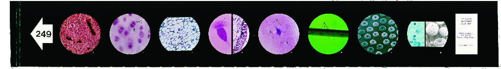 Basic Human Histology Microslides