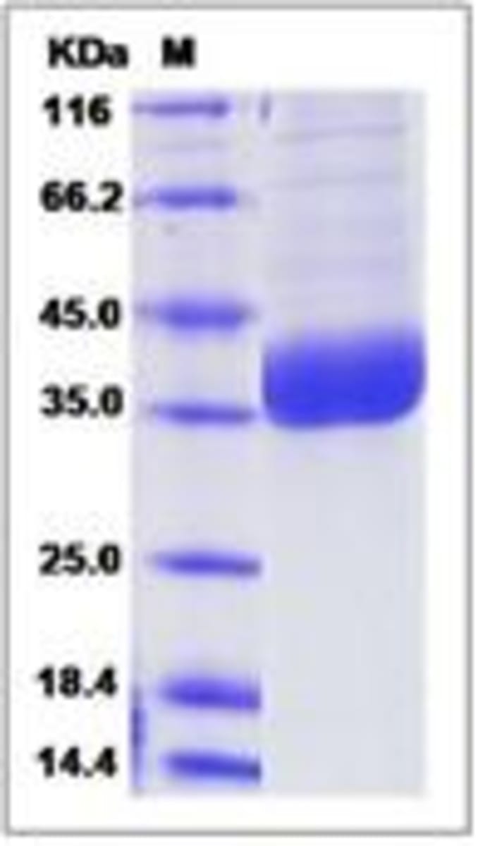 Human Recombinant PPT1/PPT (from HEK293 cells) | VWR, part of Avantor