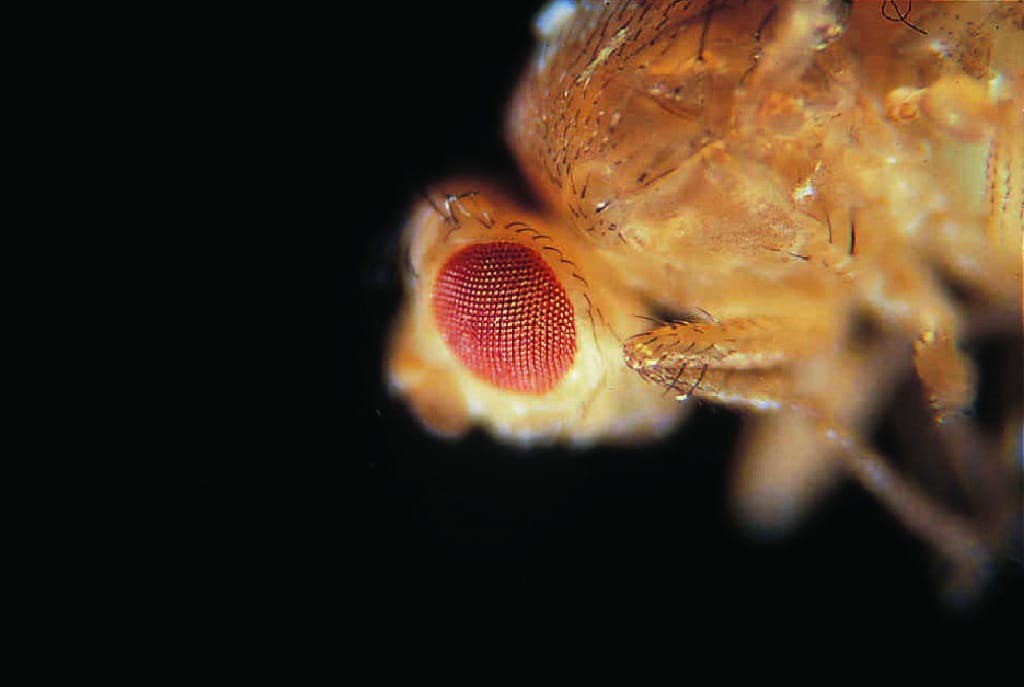 Chromosome IV Mutants, Live Drosophila (Fruit Fly)