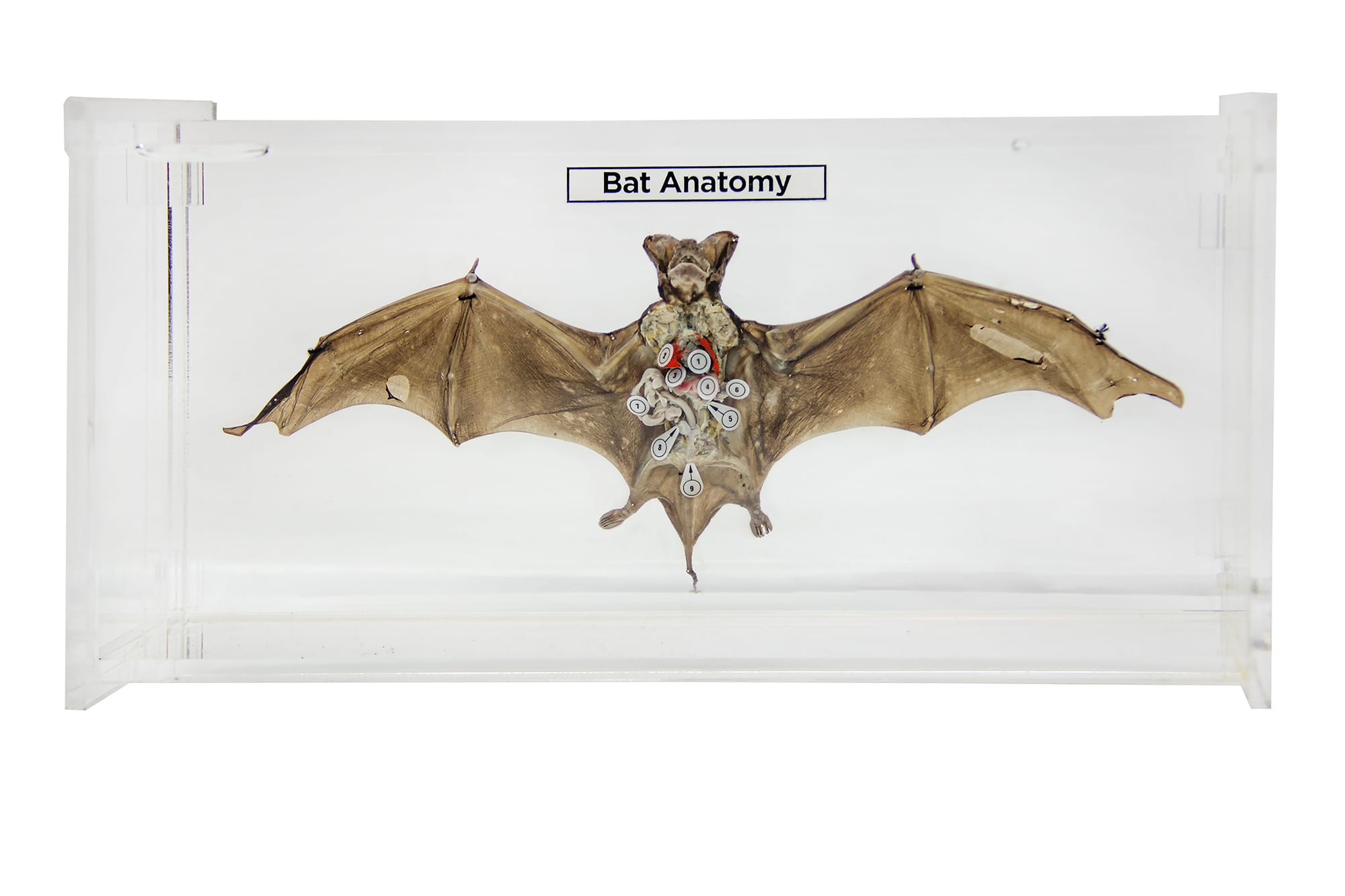 Ward's® Bat Anatomy Museum Mount