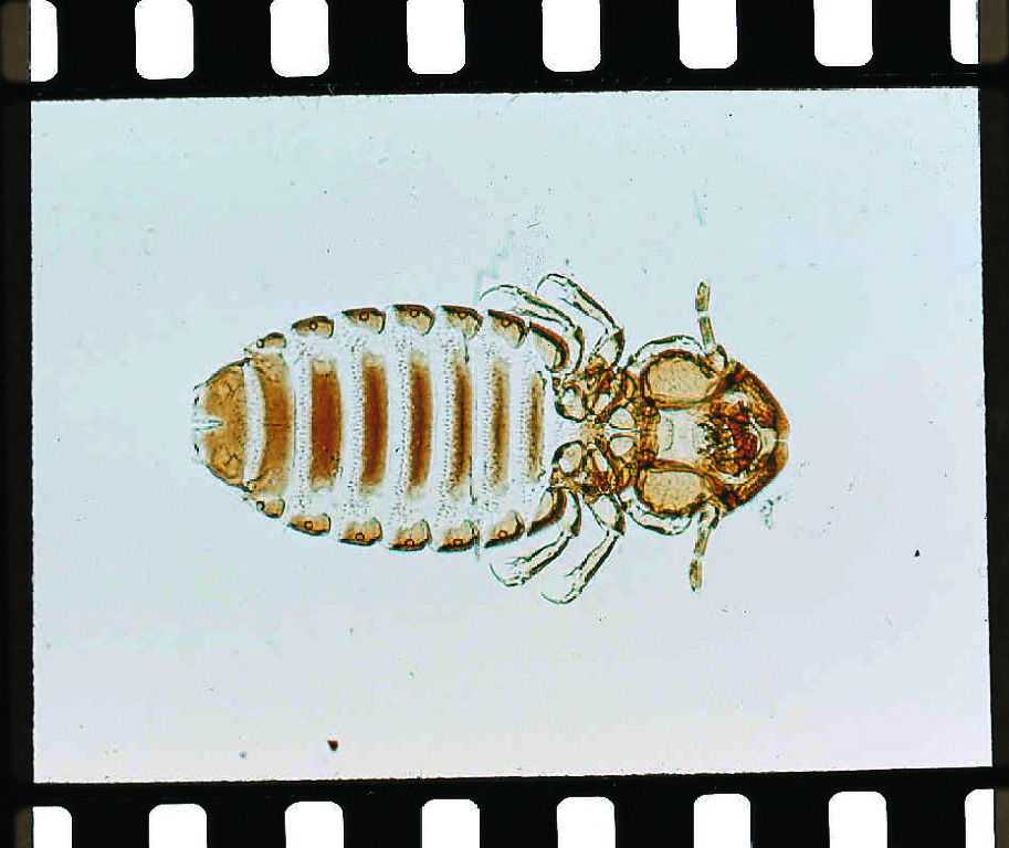 Trichodectes, Adult Slide
