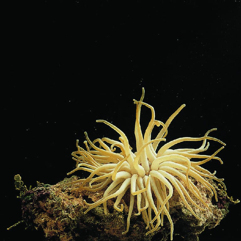 Ward's® Live Atlantic Anemone (Condylactis sp.)
