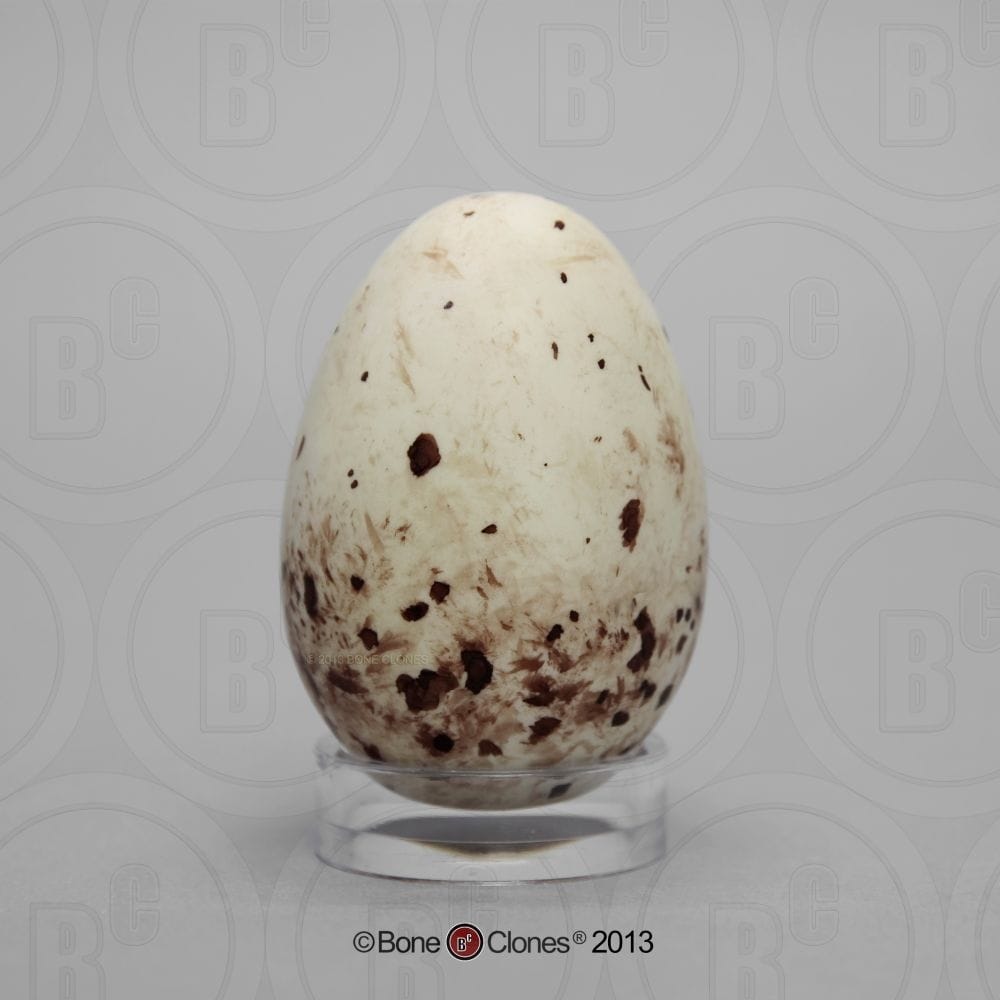 Bone Clones® North American Bird Eggs