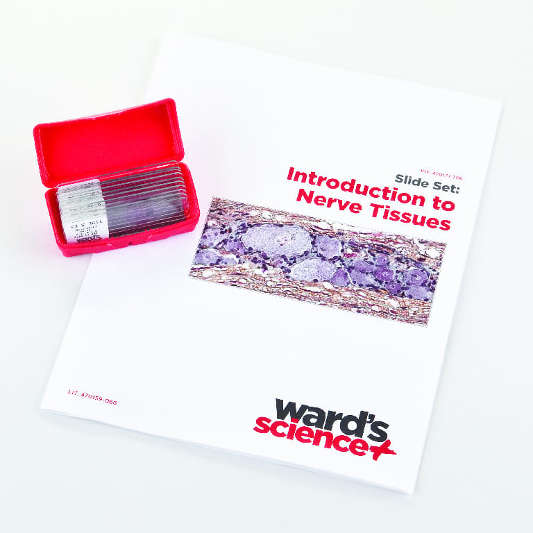Introductory Nerve Tissues Slide Set