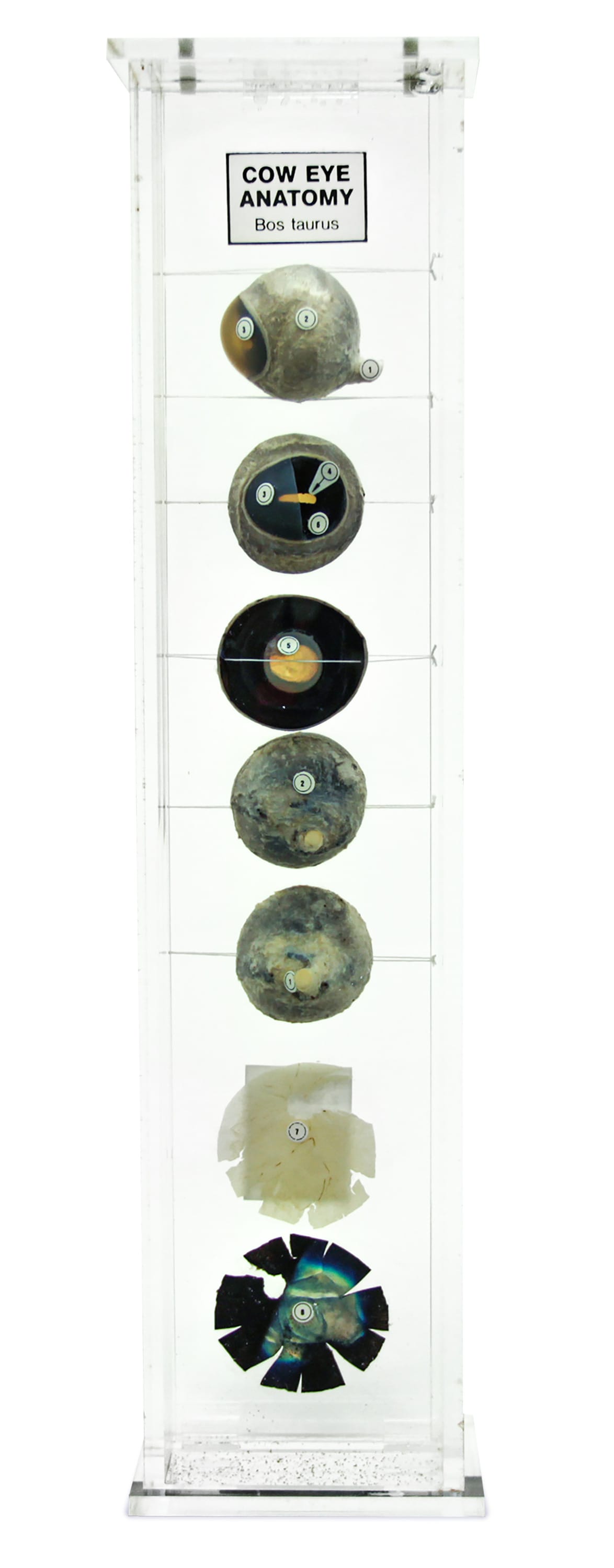 Ward's® Eye Anatomy Museum Mount