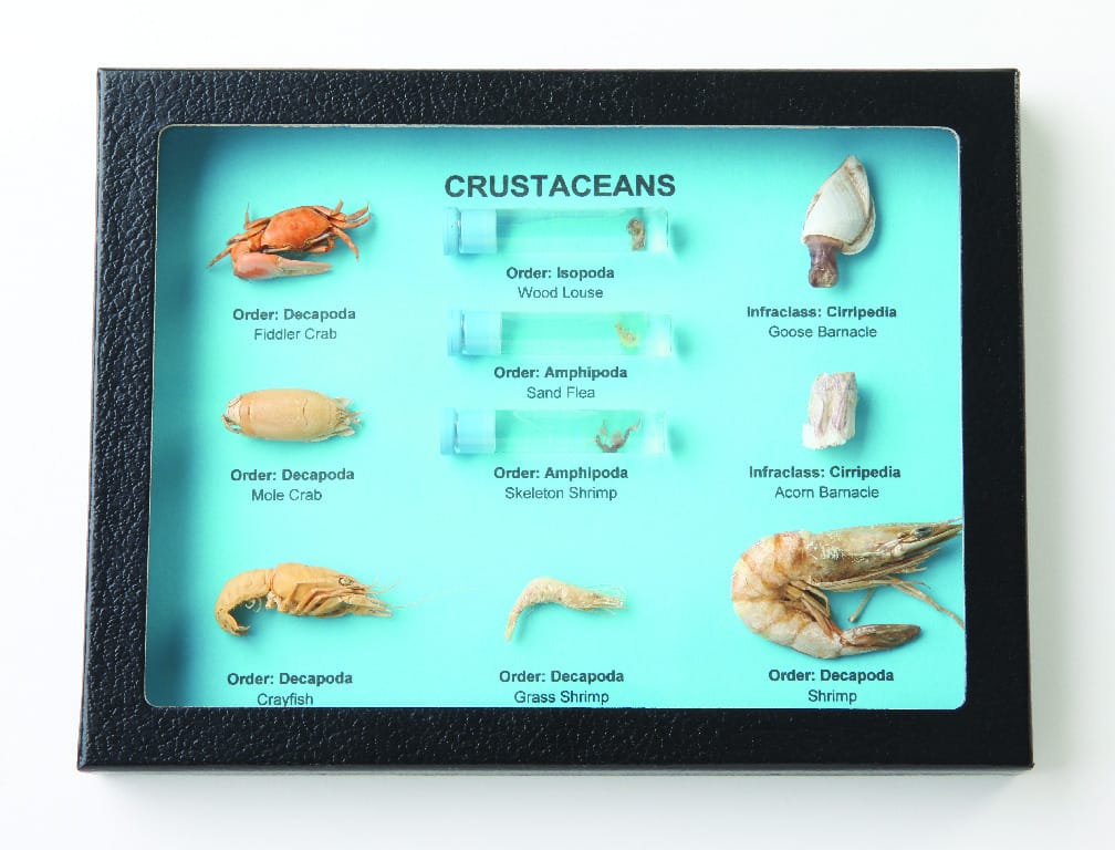 Crustacean Comparison, Riker Mount