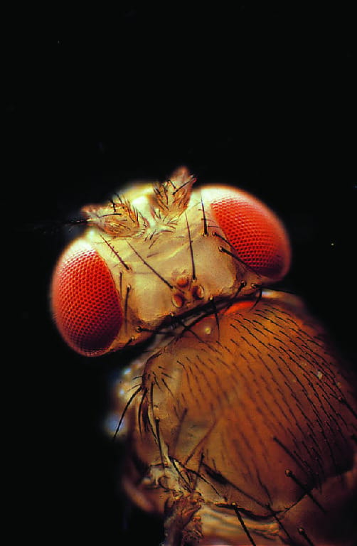Ward's® Drosophila Culturing Set
