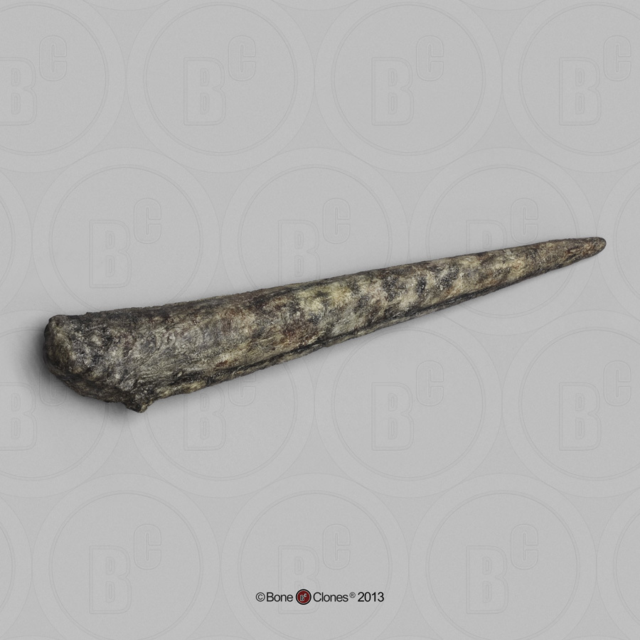 BoneClones® Stegosaurus Spike